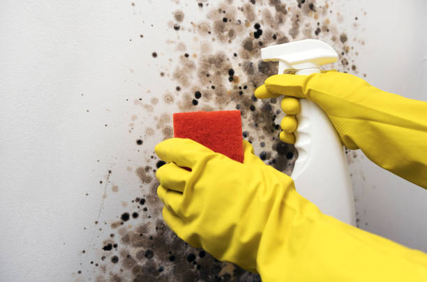Best Mold Removal Near Me  in Edgerton, OH