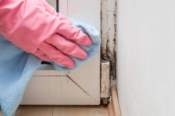 Office Mold Removal Services in Edgerton, OH